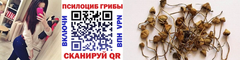 где купить наркоту  Карабаново  гидра рабочий сайт  Псилоцибиновые грибы GOLDEN TEACHER 
